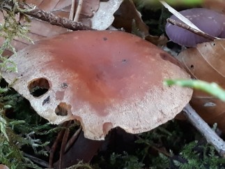 Hypholoma lateritium