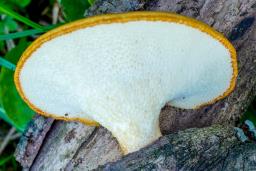 Neofavolus alveolaris