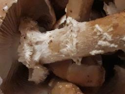 Armillaria ostoyae