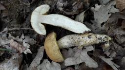 Leccinellum crocipodium