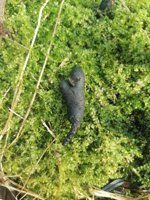 Xylaria polymorpha