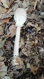 Macrolepiota procera
