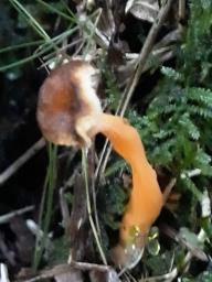 Craterellus lutescens