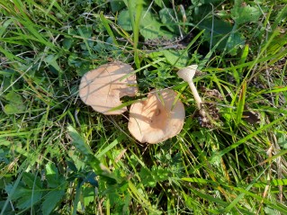 Infundibulicybe gibba