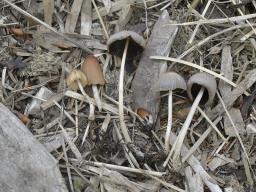 Parasola auricoma