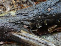 Ombrophila violacea
