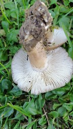 Lyophyllum loricatum