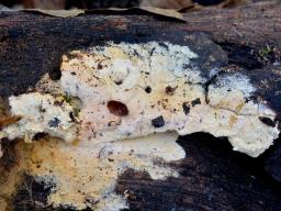 Vararia ochroleuca