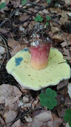 Caloboletus calopus
