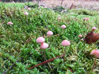 Mycena rosella