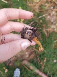 Tolypocladium capitatum