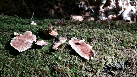 Trichaptum biforme