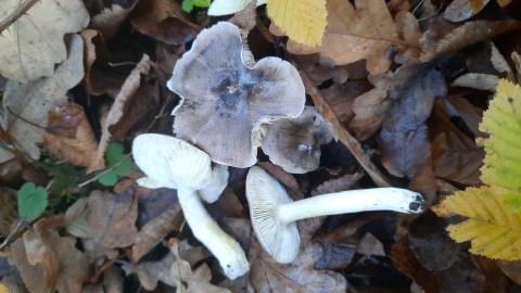 Tricholoma portentosum