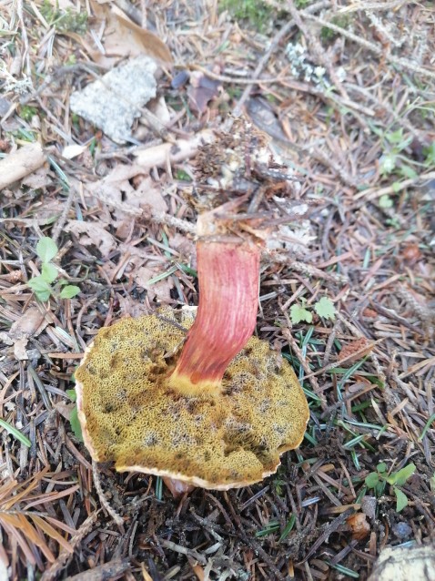Xerocomellus chrysenteron