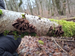 Encoelia furfuracea