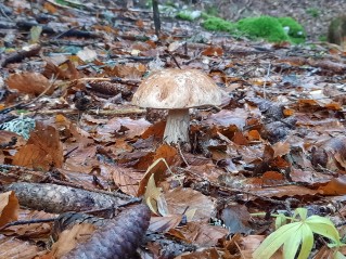 Boletus edulis