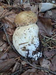 Boletus reticulatus