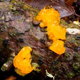 Dacrymyces chrysospermus