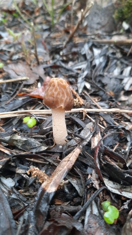 Verpa bohemica