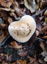 Hebeloma sinapizans