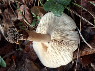 Melanoleuca cognata