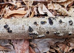 Diatrypella favacea