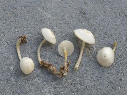 Mycena laevigata