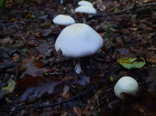 Agaricus abruptibulbus