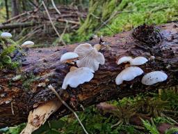 Panellus mitis