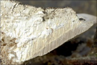 Trametes gibbosa