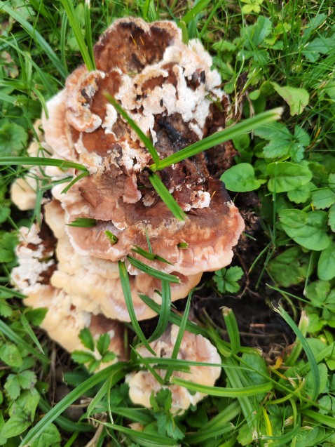 Abortiporus biennis