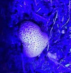 Scleroderma citrinum