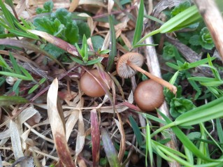 Strobilurus esculentus