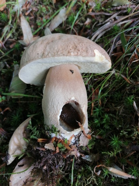 Boletus reticulatus