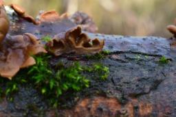 Encoelia furfuracea