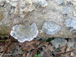 Trametes versicolor