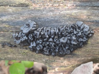 Exidia nigricans