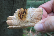 Taphrorychus bicolor