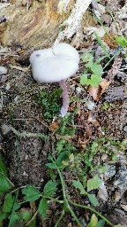 Laccaria amethystina
