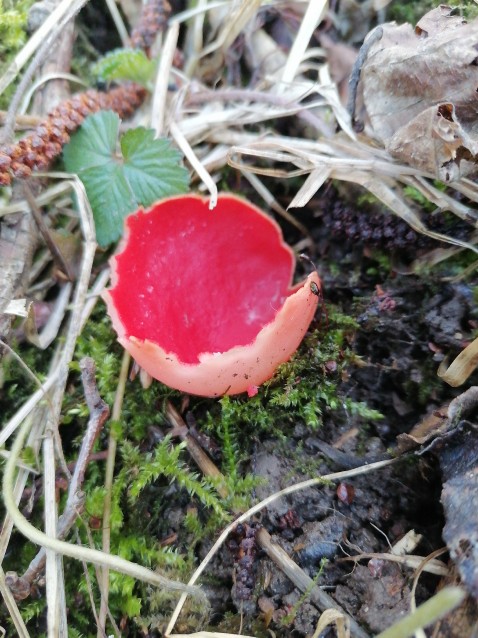 Sarcoscypha austriaca