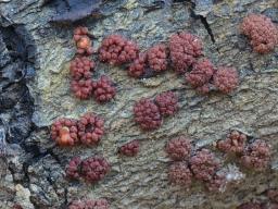 Nectria cinnabarina