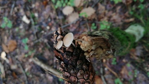 Baeospora myosura
