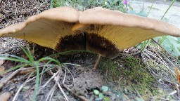 Tapinella atrotomentosa