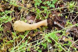 Morchella semilibera