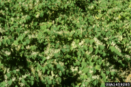 Fallopia