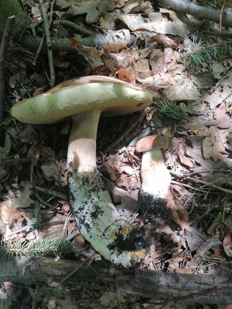 Boletus reticulatus