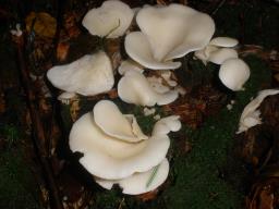 Pleurocybella porrigens