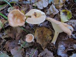 Infundibulicybe gibba