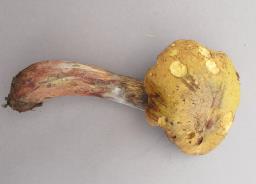 Suillellus luridus
