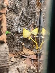 Leucocoprinus birnbaumii
